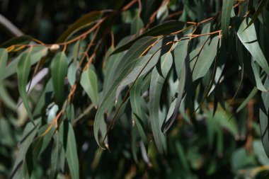 Güneş ışığı canlı okaliptüs yapraklarının arasından süzülerek dingin bir ortam yaratır. Her yaprak rüzgarda hafifçe dans eder, bu huzurlu korulukta doğanın güzelliğini gösterir..