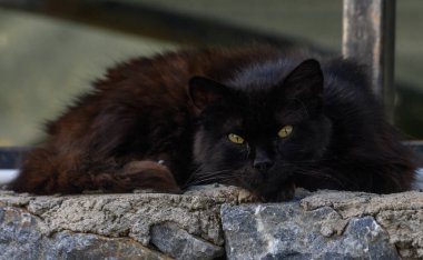 Parlak, siyah bir kedi taştan bir duvarda rahatça dinlenir. Ilık öğleden sonra güneşinde yarı kapalı ışıldayan sarı gözleri. Çevreleyen doğa huzurlu bir atmosfer sağlar..
