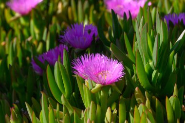 Güneşli bir bahçede yeşil yaprakların arasından narin mor çiçekler çıkar ve doğanın renklerinin ve dokularının büyüleyici bir görüntüsünü yaratır. Canlı renkler hayranlık ve sükuneti davet eder..