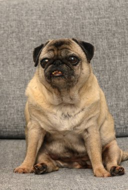 Çekici bir köpek yumuşak, gri bir kanepeye rahatça oturur ve kendine has buruşuk yüzünü ve şakacı tavırlarını sergiler. Öğleden sonra güneşi onun neşeli varlığını hafifçe aydınlatır..