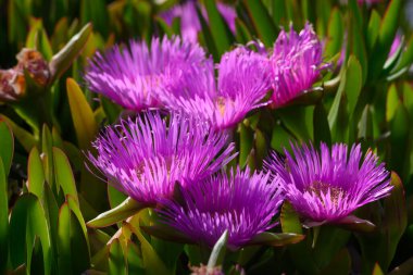 Güneşli bir bahçede, canlı mor çiçekler yeşil yaprakların arasında yükselir, renkleriyle ve dokularıyla arıları ve kelebekleri çizer, baharın neşesini kutlar.