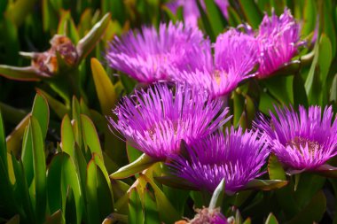 Çarpıcı mor çiçek kümeleri, canlı yeşil yapraklarla çevrili güneşli bir bahçede gelişir. Hava temiz ve doğanın güzelliği güzel bir bahar gününde tam çiçekleniyor..