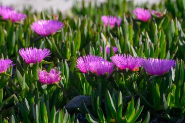 Pembe çiçeklerin canlı bir görüntüsü ilkbaharın başlarında kıyı manzarasını aydınlatır. Yeşiller yemyeşil yapraklar çiçeklerle çok güzel tezat oluşturuyor. Hayranlık ve merak uyandırıyor..