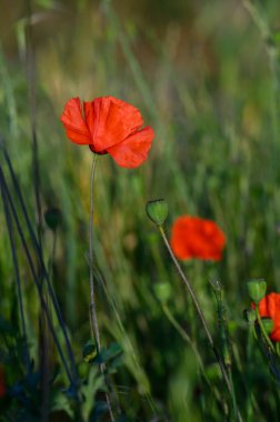 Hassas kırmızı gelincikler, öğleden sonra güneşinin yumuşak parıltısıyla aydınlanan canlı yeşil yaprakların arasında gururla yükselirler. Doğa, zahmetsiz güzelliğini huzurlu bir anda sergiler..