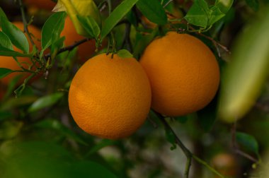 Bereketli yeşil yapraklar canlı portakalları çevrelemiş, tamamen olgunlaşmış ve hasat için hazır. Güneş ışığı yaprakların arasından süzülür, bu cömert görüntüyü serin bir meyve bahçesinde aydınlatır..