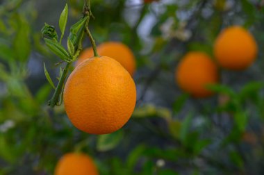 Olgun portakallar, ılık güneş ışığıyla yıkanmış yeşil dallardan zarif bir şekilde sarkır..