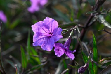 Narin mor çiçekler zarif bir şekilde yeşil yaprakların arasından çıkar. Huzurlu bir bahçenin ılık güneş ışığında nazikçe dans ederek doğanın güzelliğini güzelleştirir..