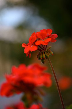 Huzurlu bir bahçede, canlı kırmızı çiçekler gökyüzüne doğru uzanır, yumuşak güneş ışığıyla aydınlatılır. Narin taç yaprakları yemyeşil arka planda güzel bir kontrasttır..