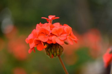 Parlak turuncu çiçek kümeleri sıcak güneş ışığını yakalayarak sakin bir bahçe ortamında çarpıcı bir renk gösterisi yaratıyor. Doğa canlı renkler ve narin taç yapraklarıyla gelişir..