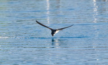 Parlayan gölün yüzeyinde parlak bir kuş süzülür, küçük böcekleri yakalar ve sabahın erken saatlerinde gökyüzünün yumuşak renklerini yansıtır. Sakin atmosfer anı güzelleştiriyor..