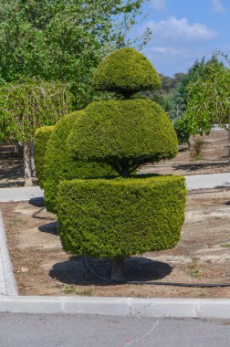 Güzelce budanmış bir ağaç, üç farklı katmanlı sanatsal bir tasarım sergiliyor, yemyeşil bir zemin ve berrak mavi bir gökyüzü üzerine kurulmuş, sükunet ve doğanın zarafetini çağrıştırıyor..