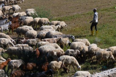 Bir çoban geniş bir koyun sürüsüne ve keçilere yemyeşil bir otlakta rehberlik eder, kırsal kesimdeki sakin bir öğleden sonra doğa ve çiftlik hayvanları arasındaki uyumu gösterir..