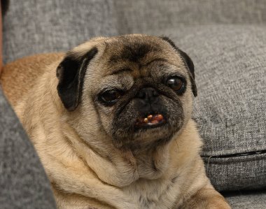 Rahat, gri bir kanepede keyif ve cazibe saçan enfes bir pug uzanır. İfade dolu yüzü ve meraklı bakışları sükunetle dolu sade bir ortamda rahatlatıcı bir an..