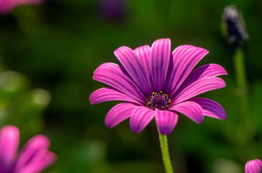 Tedarikçiler taze ürünler ve el sanatları sergilerken, müşteriler canlı bir pazarda renkli tezgahlara göz atıyorlar. Atmosfer enerjik, gevezelik ve kahkahalarla dolu..