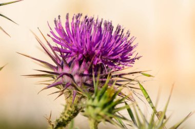 Arkadaş grupları parlak güneş ışığı altında çeşitli su sporları ve plaj voleybolu ile meşgul olurlar. Kahkaha ve heyecan havayı dolduruyor. Kumsalda eğlenceli bir öğleden sonranın tadını çıkarıyorlar..