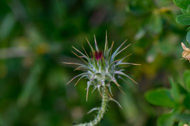 Çarpıcı bir günbatımı gökyüzünü turuncu ve pembe renklerle boyarken palmiye ağaçları canlı arkaplanda siluet oluşturur. Okyanus renkleri yansıtır, barışçıl bir ortam yaratır..