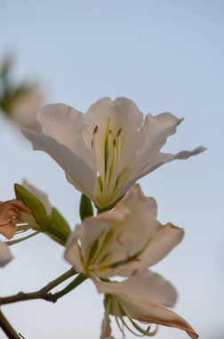 Günbatımının ılık parıltısı, ağaçların siluetlerini aydınlatan sakin göle yansıyor. Ördekler suda zarifçe süzülerek sakin ortamda dalgalanmalar yaratırlar..