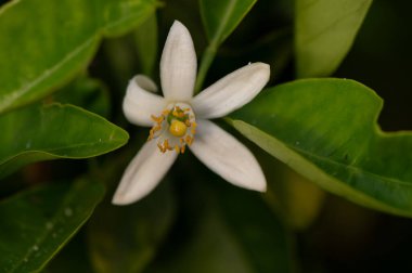 Hafif ışıklandırmalı ve bulanık arkaplanlı bir portakal çiçeğinin yakın çekimi. Kuzey Kıbrıs 'tan doğal güzellik.