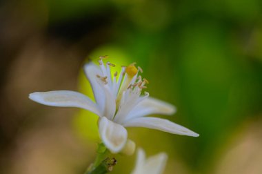Çiçek açan portakal çiçeği, makro çekim