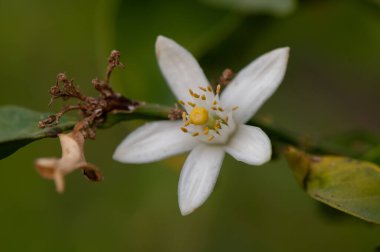 Yumuşak yaprakları ve doğal ışığı olan taze bir portakal çiçeğinin yakın çekimi. Kuzey Kıbrıs 'ta Yakalandı.