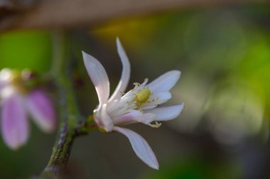 Çiçek açan limon çiçeği, doğal ışıkta makro çekim.
