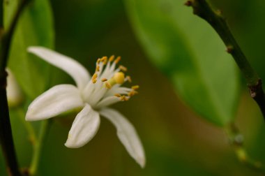 Turuncu Çiçek Detaylı Yumuşak Işık