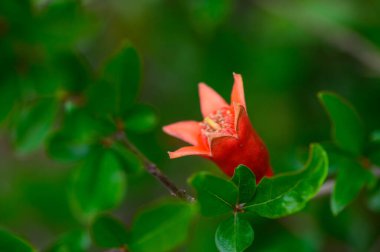 Kuzey Kıbrıs 'ta yapraklı bir dalda doğal olarak yetişen yabani bir nar çiçeği..