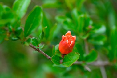 İnce bir dalda tek bir kırmızı nar çiçeğinin minimal yakın çekimi. Basit ve çarpıcı..