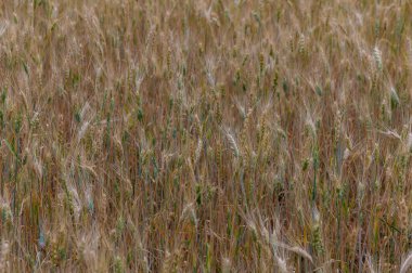 Kuzey Kıbrıs 'ta güneşli bir günde olgun çavdar kulaklarının yakın çekimi.