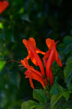 Güneş ışınlarıyla yıkanmış kırmızı çiçekler.