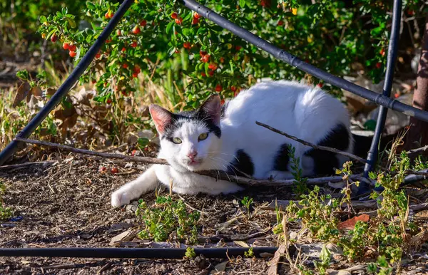 Siyah bantlı beyaz kedi yeşil çalılıklarda huzur içinde yatıyor. Doğal ortamda dinlenen evcil bir kedinin olduğu açık hava sahnesi..