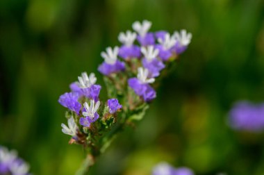 Narin limonyum çiçekleri Akdeniz yakınlarında çiçek açıyor. Yumuşak mor yapraklar ve ince sapları kıyı esintisinde sallanıyor..