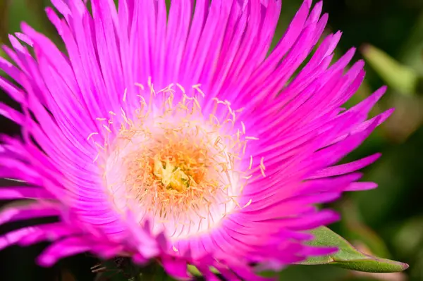 Carpobrotus Edulis 'in etli yeşil yaprakları, yenilebilir meyveleriyle tanınan, kumlu Akdeniz toprağında tam güneş altında büyüyen bir kıyı sulu..