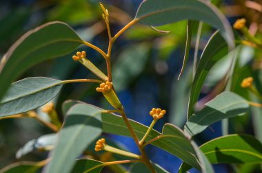 Kuzey Kıbrıs 'ta bir ağaçta açan okaliptüs çiçeklerinin yakın çekimi, bahar güneşi altında narin beyaz lifler ve yeşil yapraklarla.