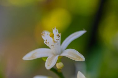 Çiçek açan portakal çiçeği, makro çekim