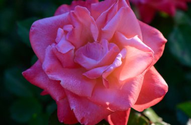 Kıbrıs bahçesinde çiçek açmış göz kamaştırıcı pembe bir gül. Narin çiçek Akdeniz manzarasına güzellik katar, canlı renkler ve gür yeşillik sergiler..