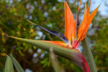 Canlı Cennet Kuşu (Strelitzia), Kıbrıs Rum Kesimi 'ndeki taştan bir duvara karşı duran çiçekler. Tropikal bitki örtüsü ve geleneksel Akdeniz mimarisinin güzel bir karışımı..