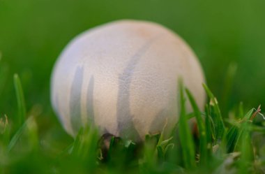 Kıbrıs 'ta Yeşil Çimenlerde Şampiyon Mantarlar Büyüyor