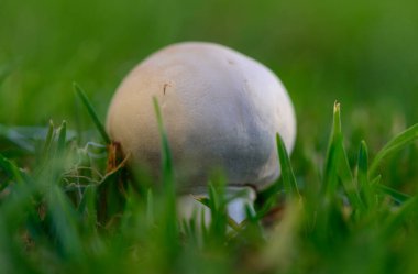 Kıbrıs 'ta yeşil çimenlerin arasında taze şampiyon mantarları büyüyor. Akdeniz ikliminde doğal vahşi mantar sahnesi, tazelik ve biyolojik çeşitliliği sembolize ediyor..