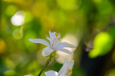 Beyaz taç yaprakları ve turuncu keklerle narin bir portakal çiçeğinin yakın çekimi. Doğal ışıkta yakalanmış, mis kokulu çiçeğin altını çiziyor..