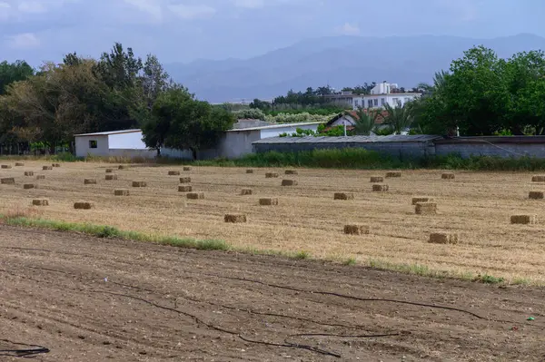 Kıbrıs 'ta Dağ Manzaralı Saman Balyaları
