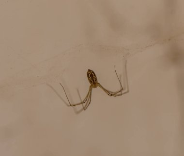 Holocnemus pluchei 'nin yakın çekimi, Pholcidae ailesinden bir mahzen örümceği. Genellikle uzun bacakları ve narin ağları olan kapalı yerlerde bulunur. Eğitim ve biyolojik kullanım için ideal.