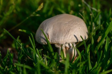 Doğal olarak yemyeşil bir çimenlikte yetişen vahşi şampiyon mantarları doğal gün ışığında yakalanır..