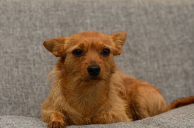 Ginger Minyatür Pinscher Köpeği Sakince Oturuyor