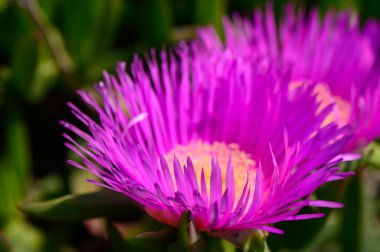 Düşük büyüyen Carpobrotus edulis. Yenilebilir meyve ve canlı yeşil yapraklarla sulu. Doğrudan güneş ışığı altında vahşi kıyı arazisinde gelişiyor..