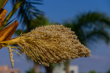 Kıbrıs adasında bahar güneşinde parlayan bir hurma ağacının üzerindeki çiçek demetleri..