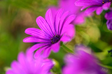 Osteospermum Mor Çiçek Bahçesi