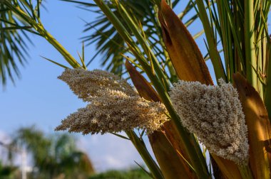 Güneşin altında parlak sarı çiçekleri olan, tropikal doğayı ve büyümeyi sembolize eden, çiçek açan bir hurma ağacının yakın çekimi..