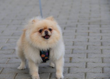 Açık havada poz veren tüylü, sevimli Pomeranya köpeği. Doğal arka plan ve sıcak ışık onun oyuncu ve dost canlısı kişiliğini vurgular. Evcil hayvan ve yaşam tarzı içeriği için ideal.