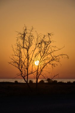 Kıbrıs 'ta Akdeniz' in Ağaç Dalları Arasında Gün Batımı Güneşi